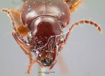 Media type: image;   Entomology 5622 Aspect: head frontal view